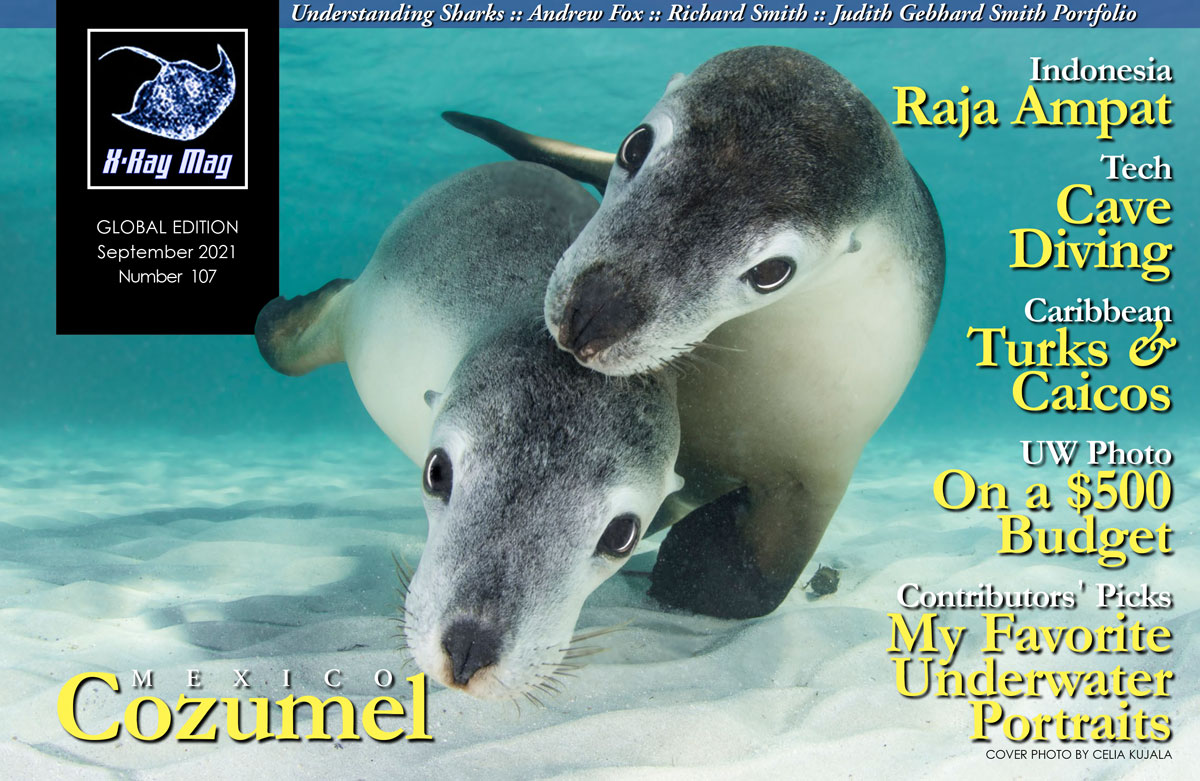 Endangered Australian Sea Lions, Jurien Bay Marine Park, Western Australia, Australia  by Celia Kujala