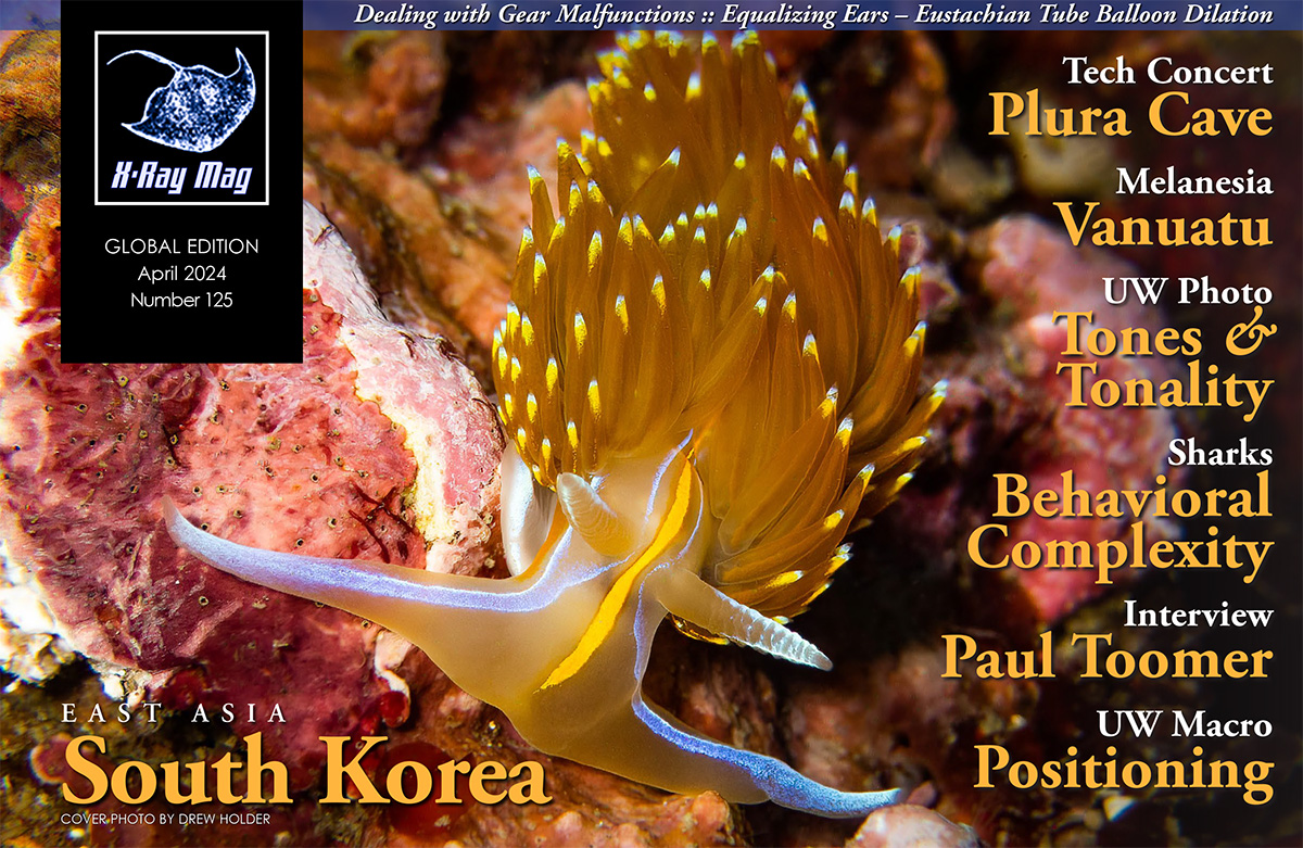 Opalescent nudibranch at Pohang, South Korea. Photo by Drew Holder.