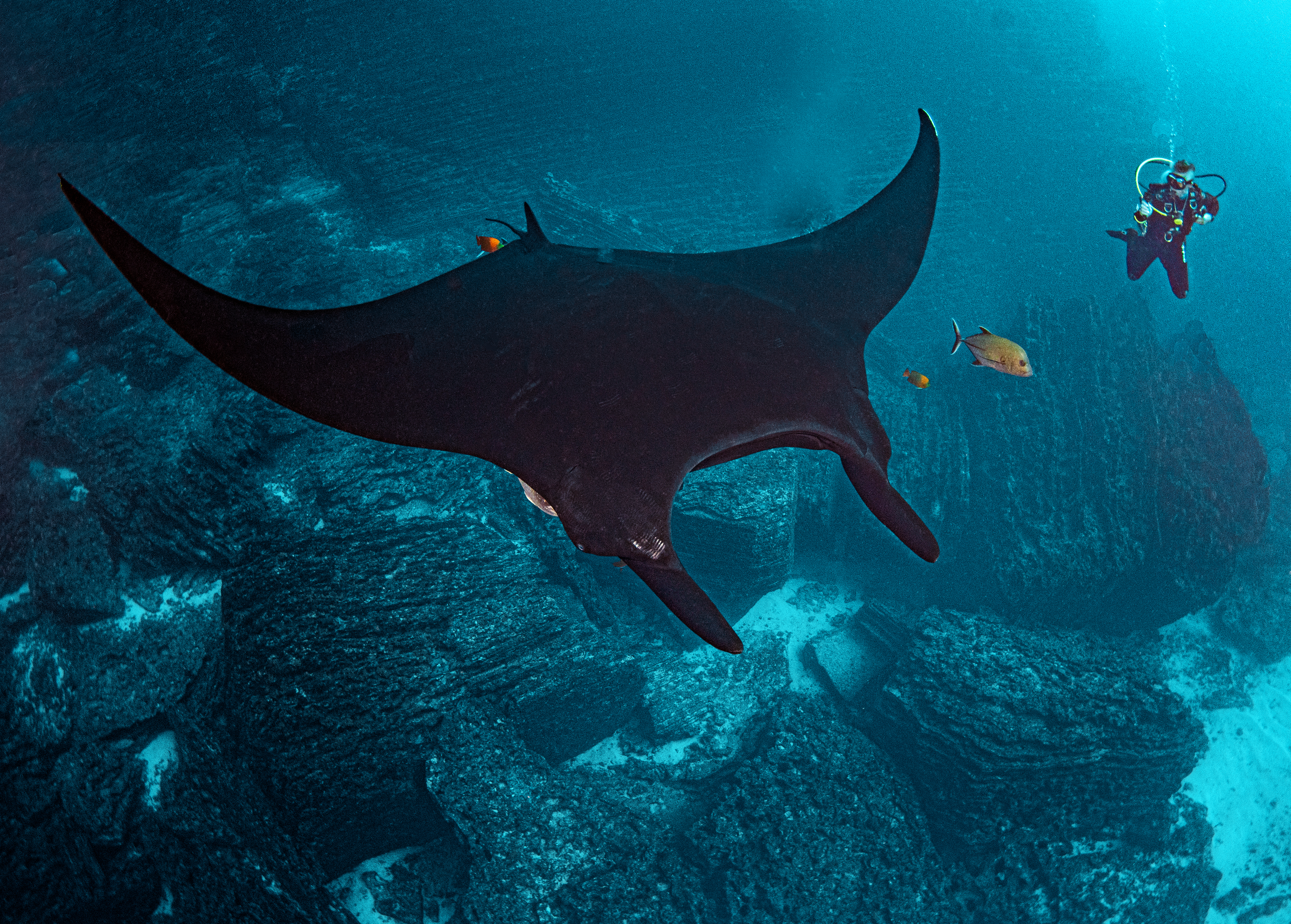 Diver with manta ray, Socorro, Mexico. Photo by Gary Rose