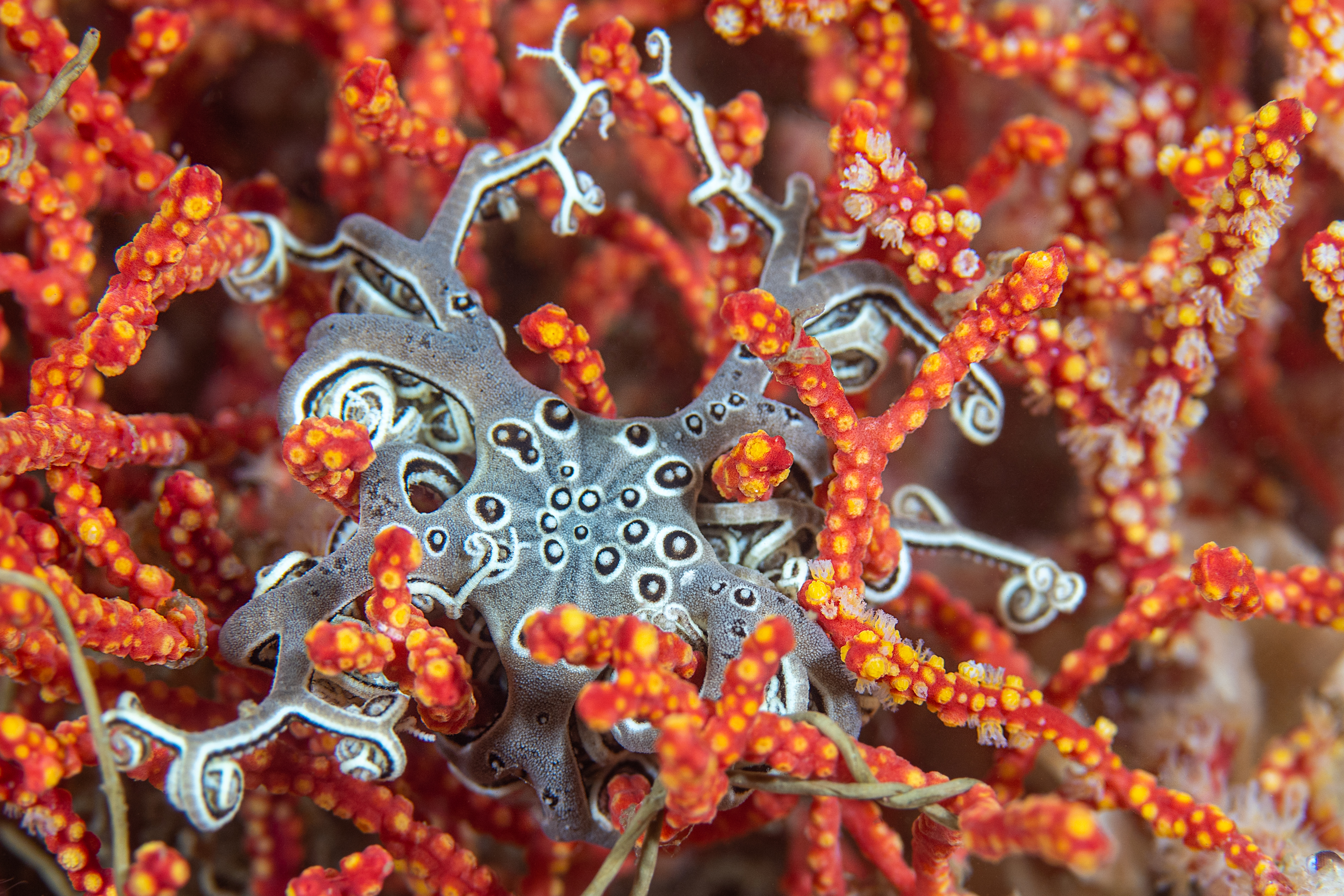 Basket star on sea fan, Gordon's Bay, South Africa. Photo by Kate Jonker