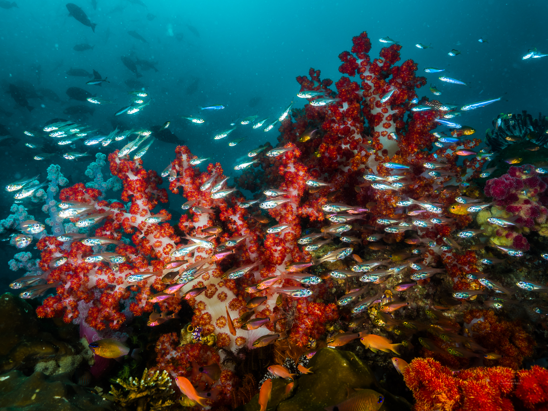 Silversides and soft corals on reef at Triton Bay. Photo by Claudie Weber-Gebert