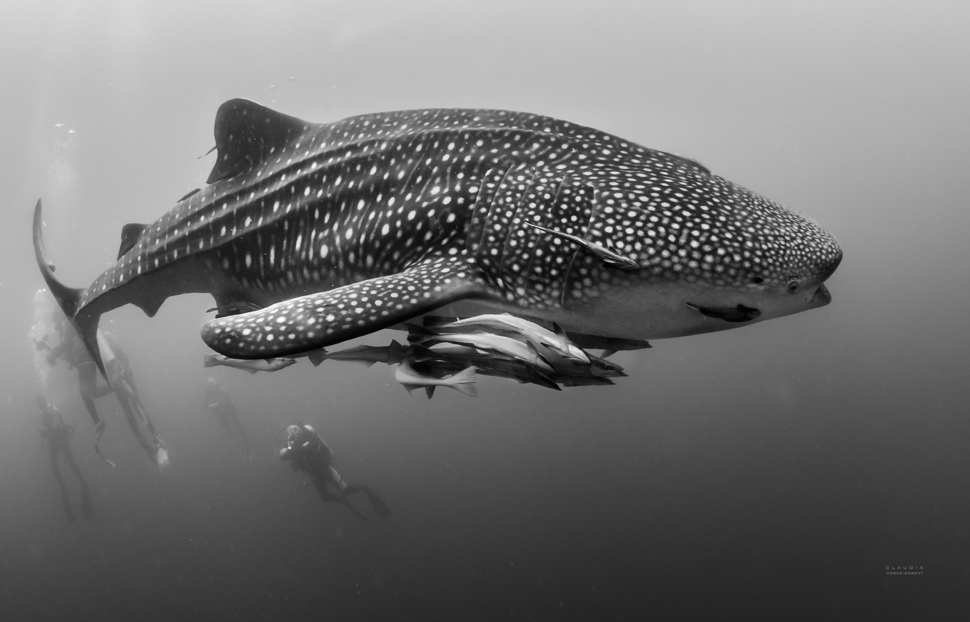 Whaleshark at Triton Bay. Photo by Claudie Weber-Gebert