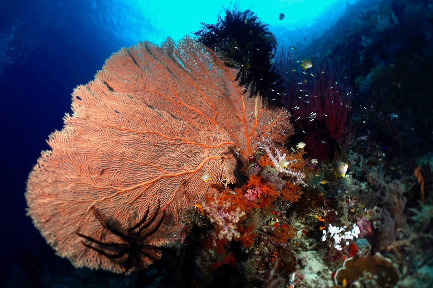 Seafan at Neptune’s Fan Sea. Photo by Pierre Constant