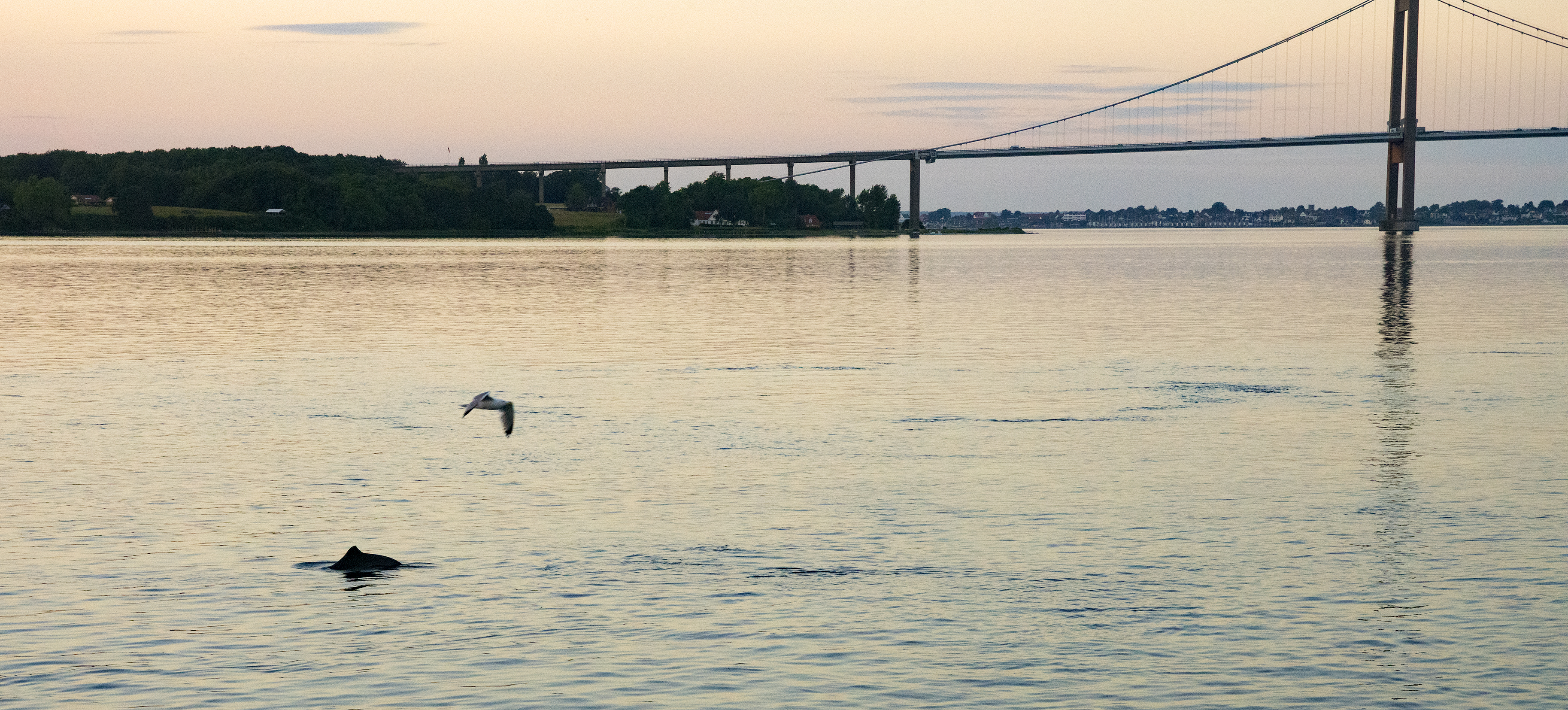 Porpoise, Little Belt, Denmark. Photo by Peter Symes