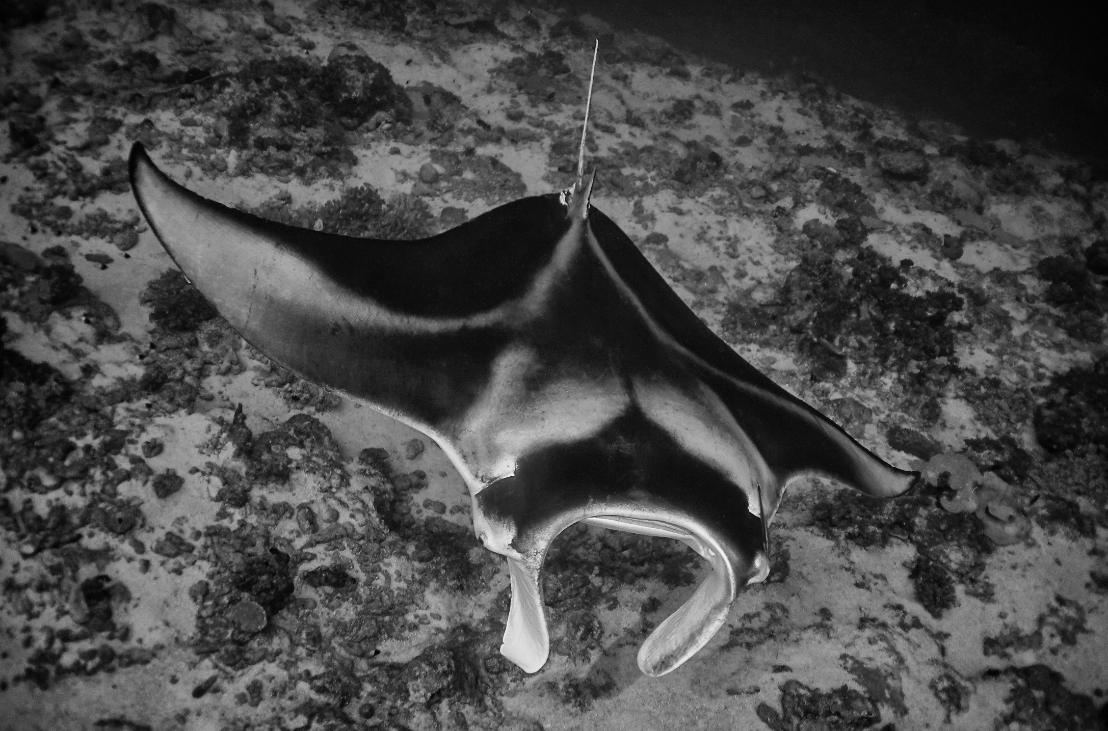 Manta ray at Ngaruae, Fakarava Atoll, French Polynesia. Photo by Pierre Constant. 