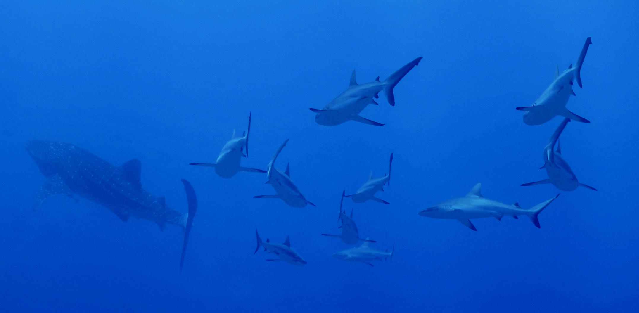 Whale shark chased by a pack of gray reef sharks, Tumakohua. Photo by Pierre Constant.