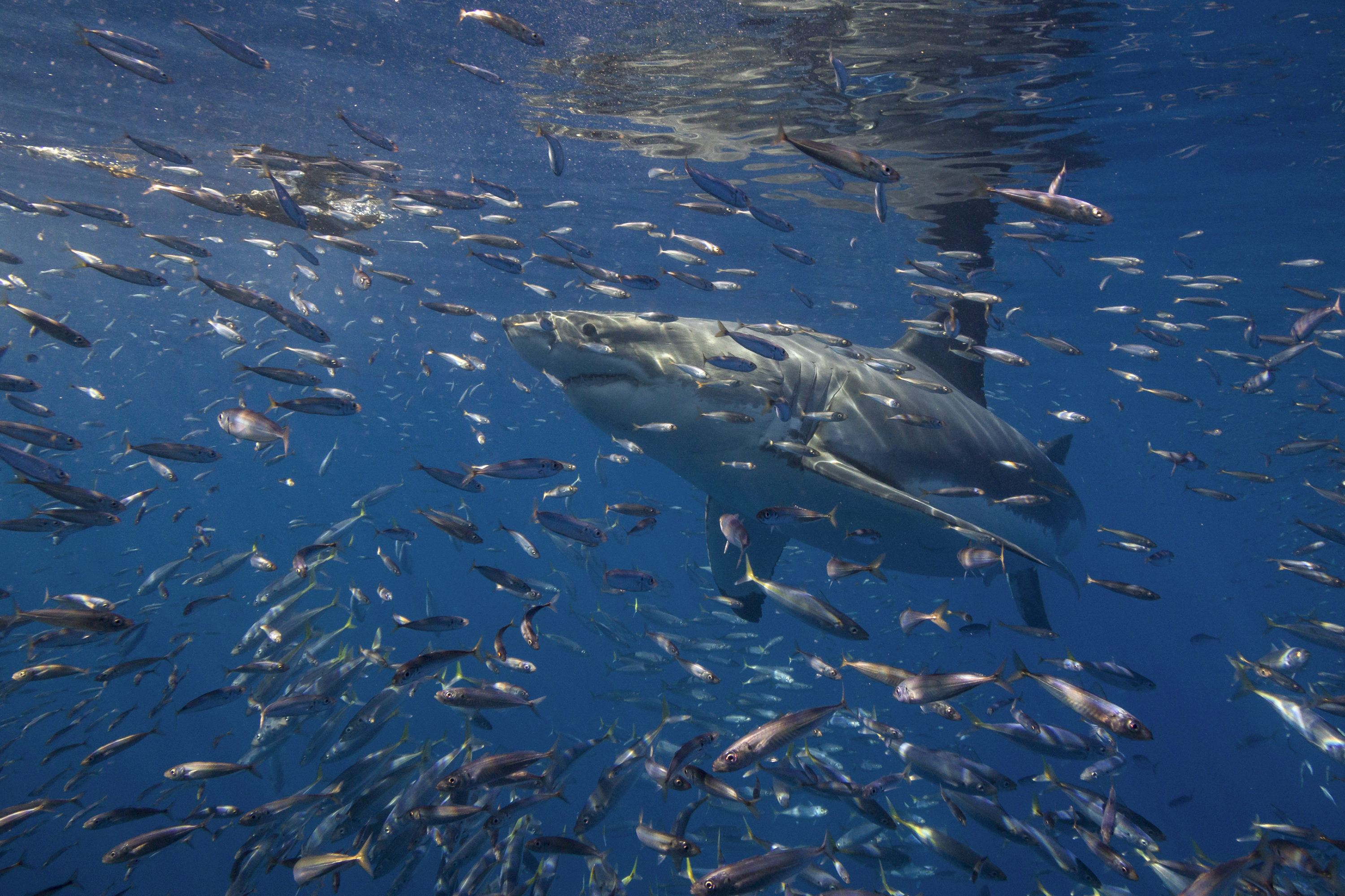 Great white shark, Guadalupe Island, Mexico. Photo by Frankie Grant