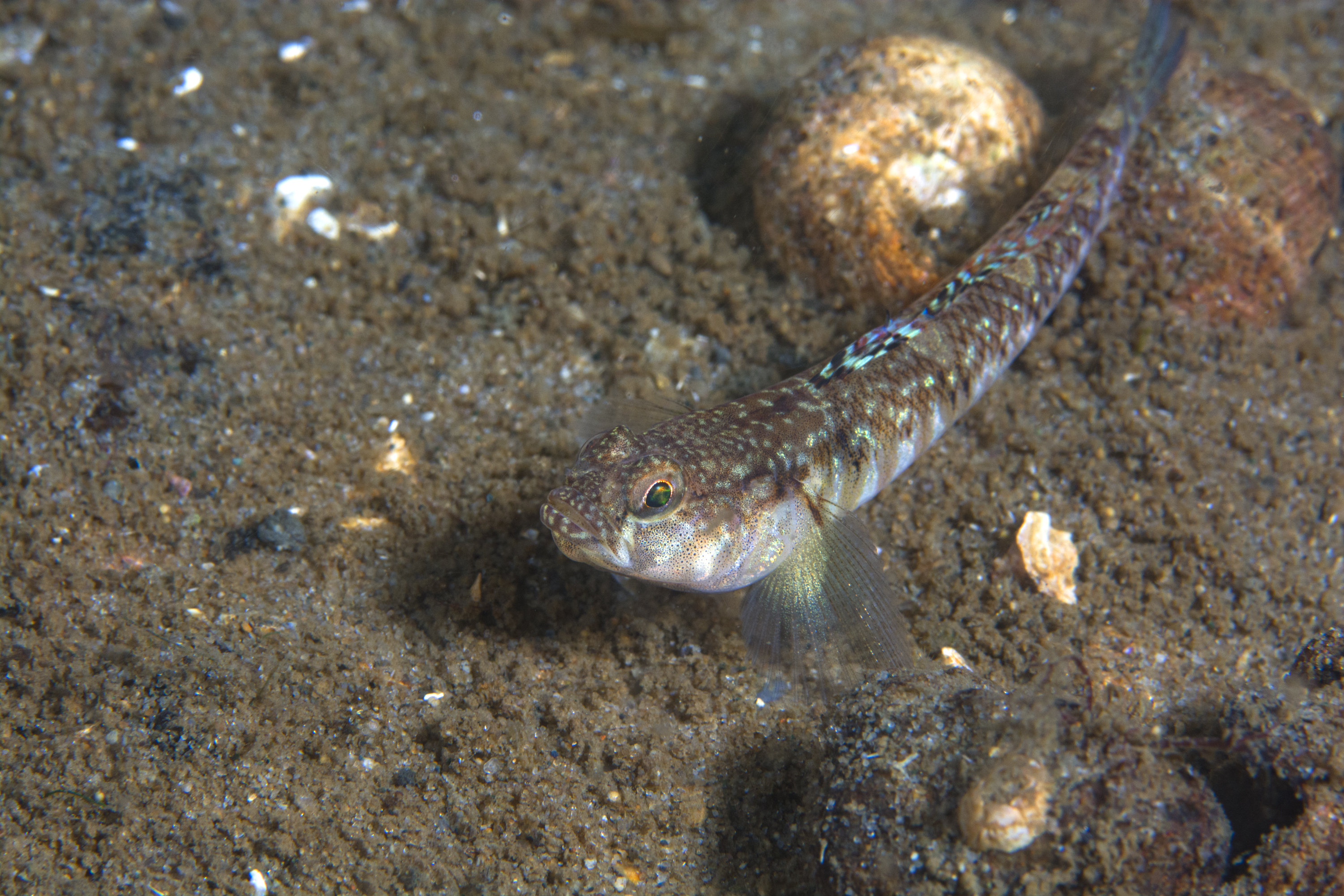 Goby, Denmark. Photo by Scott Bennett