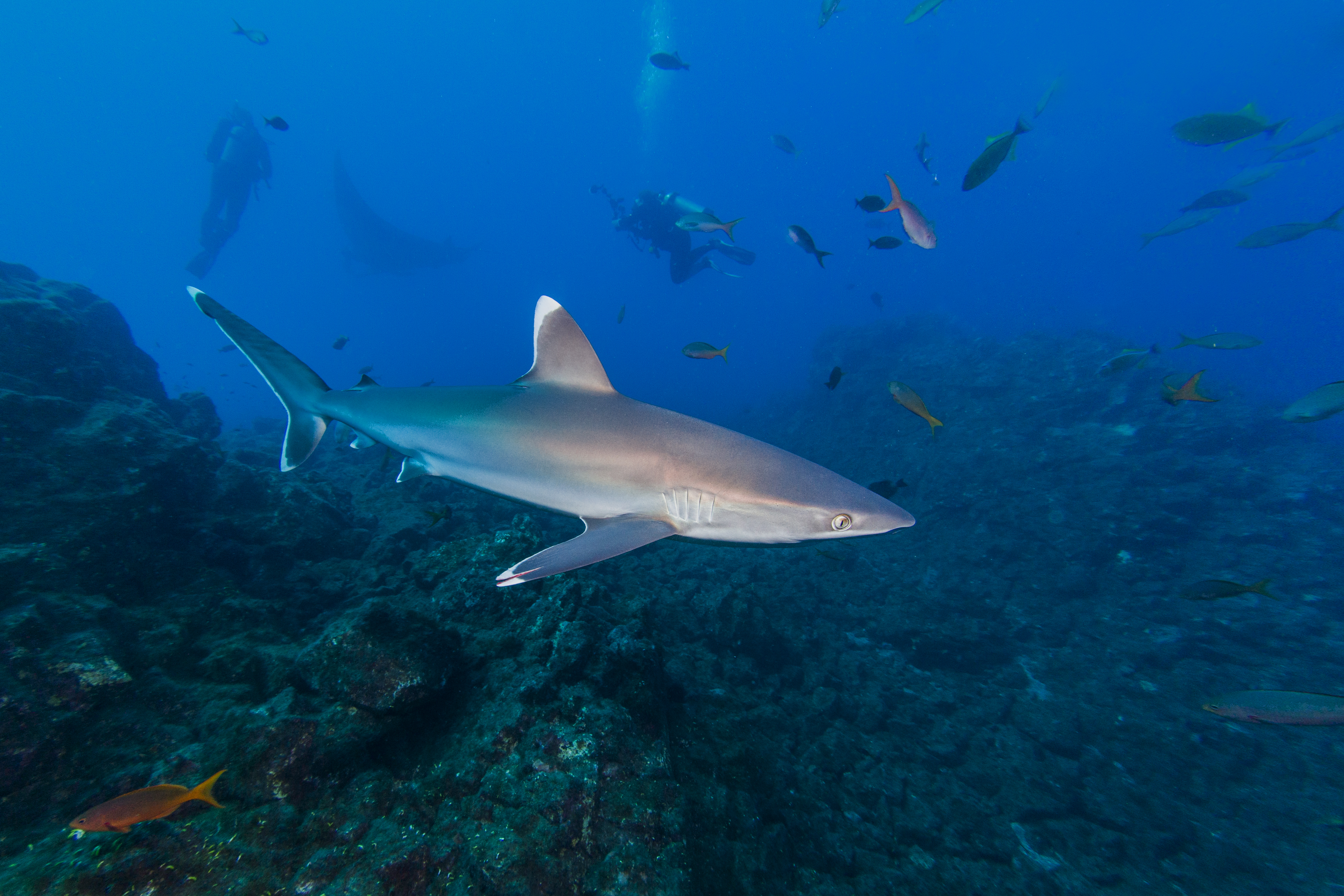 Silvertip reef shark, El Canyon, San Benedicto Island. Photo by Kate Holt