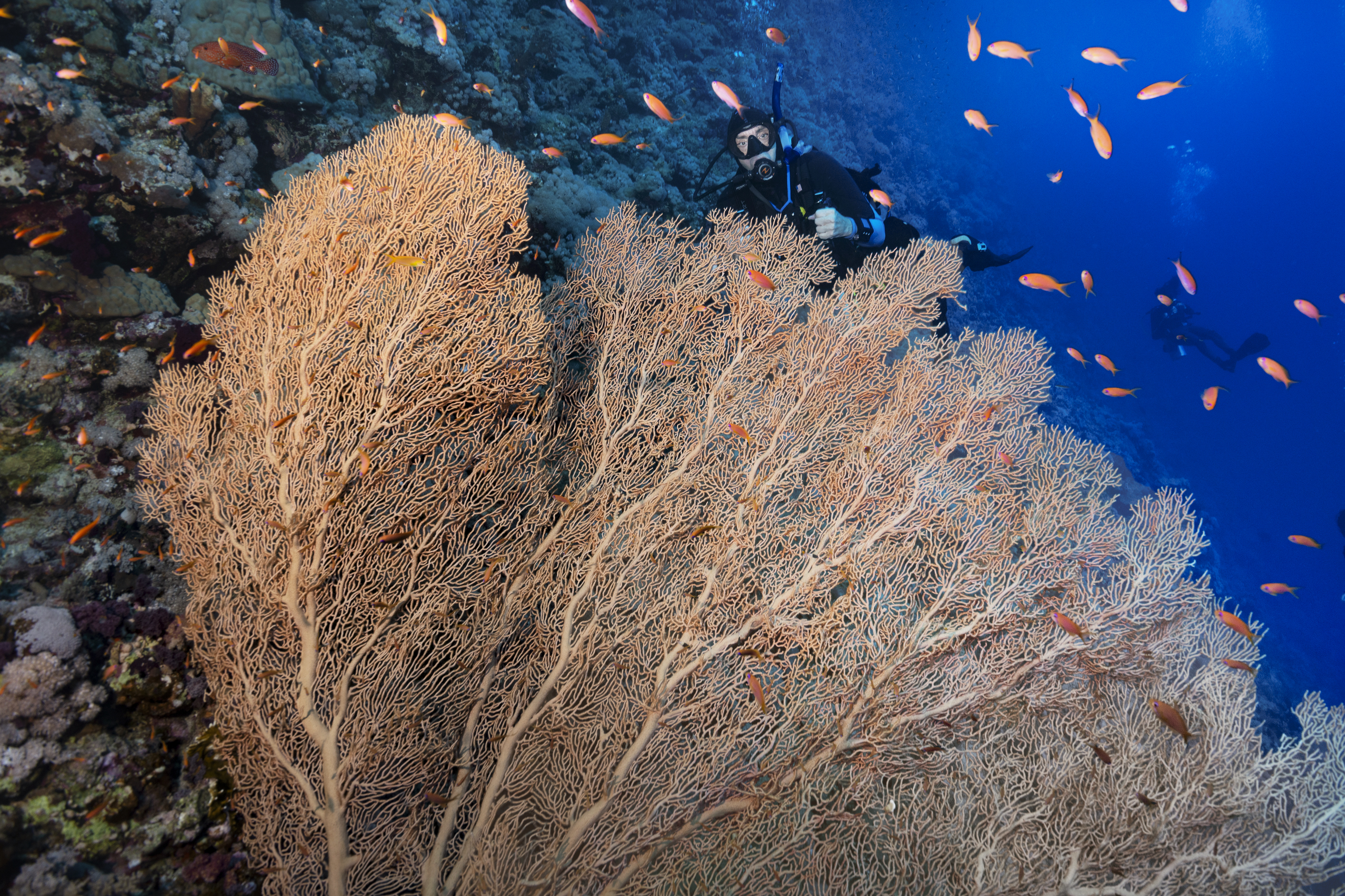 Diver dwarfed by huge gorgonian sea fan at Elphinstone, Red Sea, Egypt. Photo by Scott Bennett