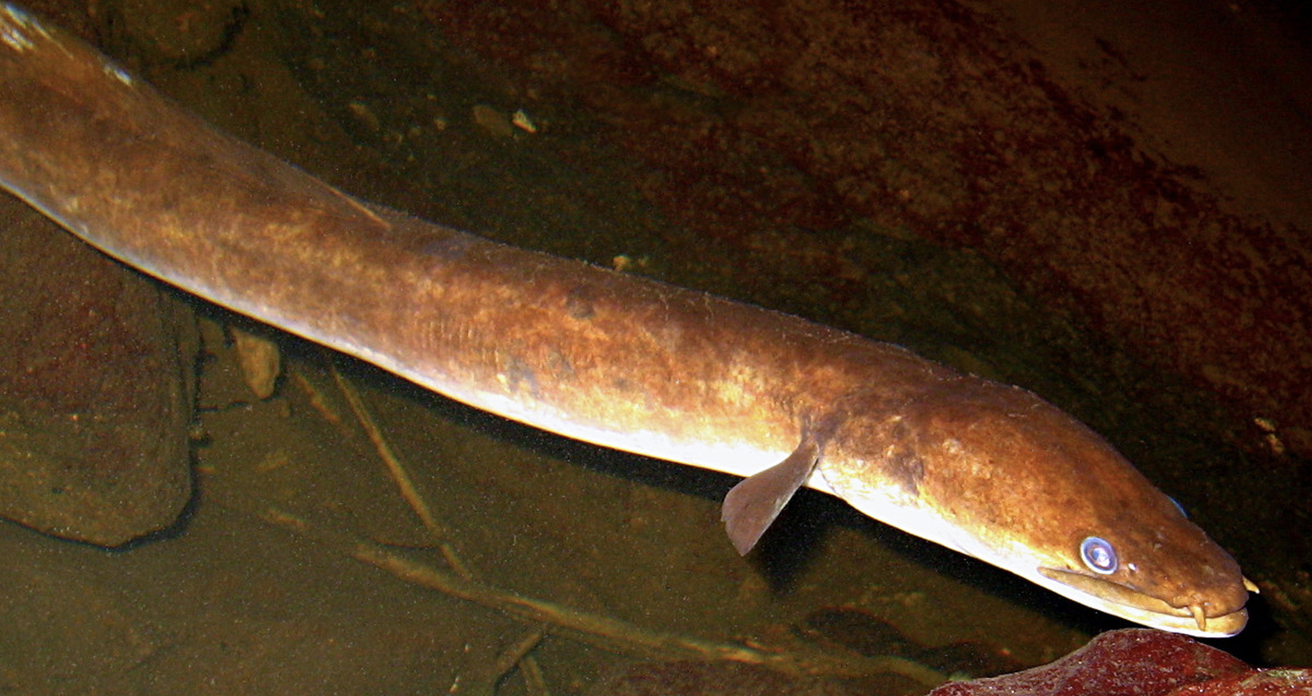 Freshwater eel, Tahiti, French Polynesia. Photo by Ila France Porcher.