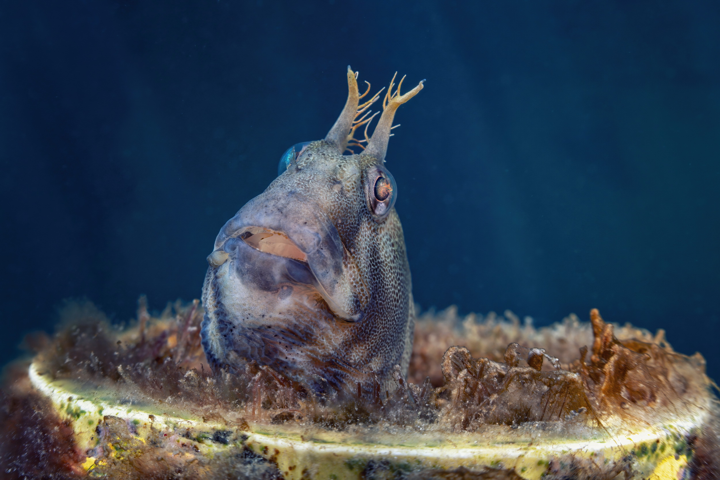 Horned blenny, Edithburgh Jetty, South Australia. Photo by Don Silcock.