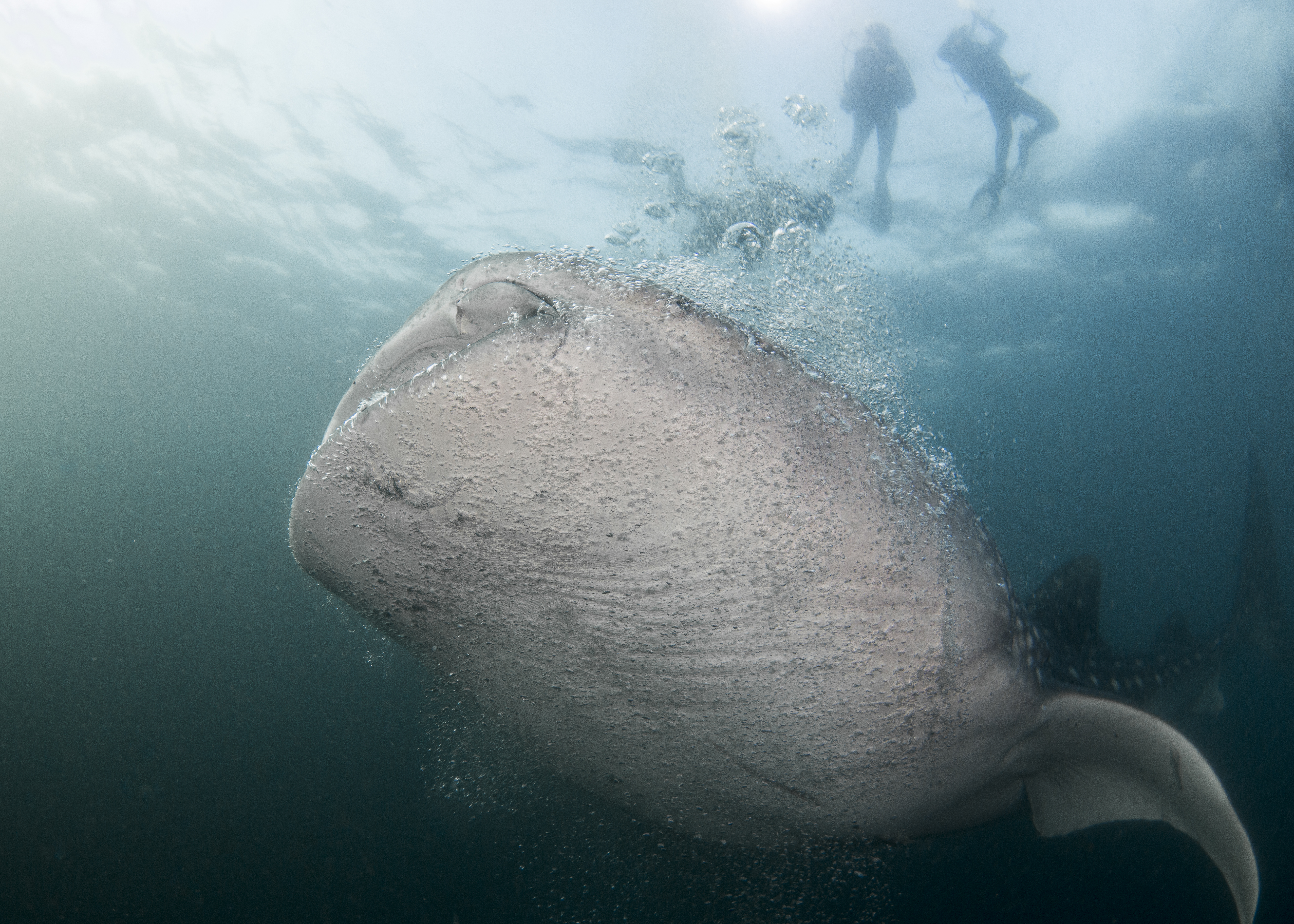 Whale shark at Komodo in Indonesia. Photo by Lureen Ferretti