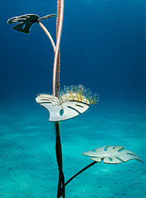 Marine life begins to colonize the sculptures, MUSAN, Cyprus. Photo by Andrey Bizyukin