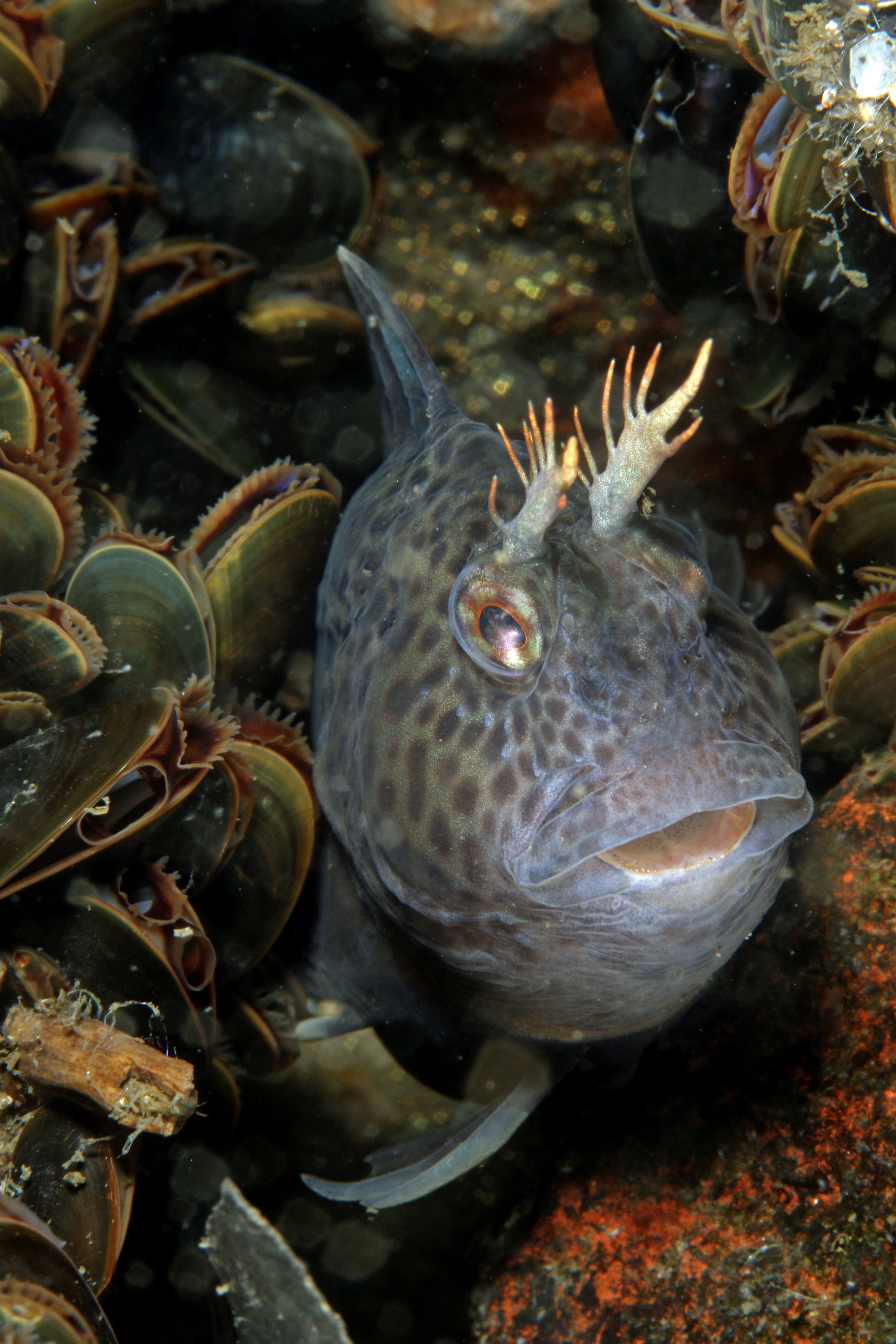 Blenny, Manasquan River, New Jersey, USA. Photo by Michael Rothschild, MD