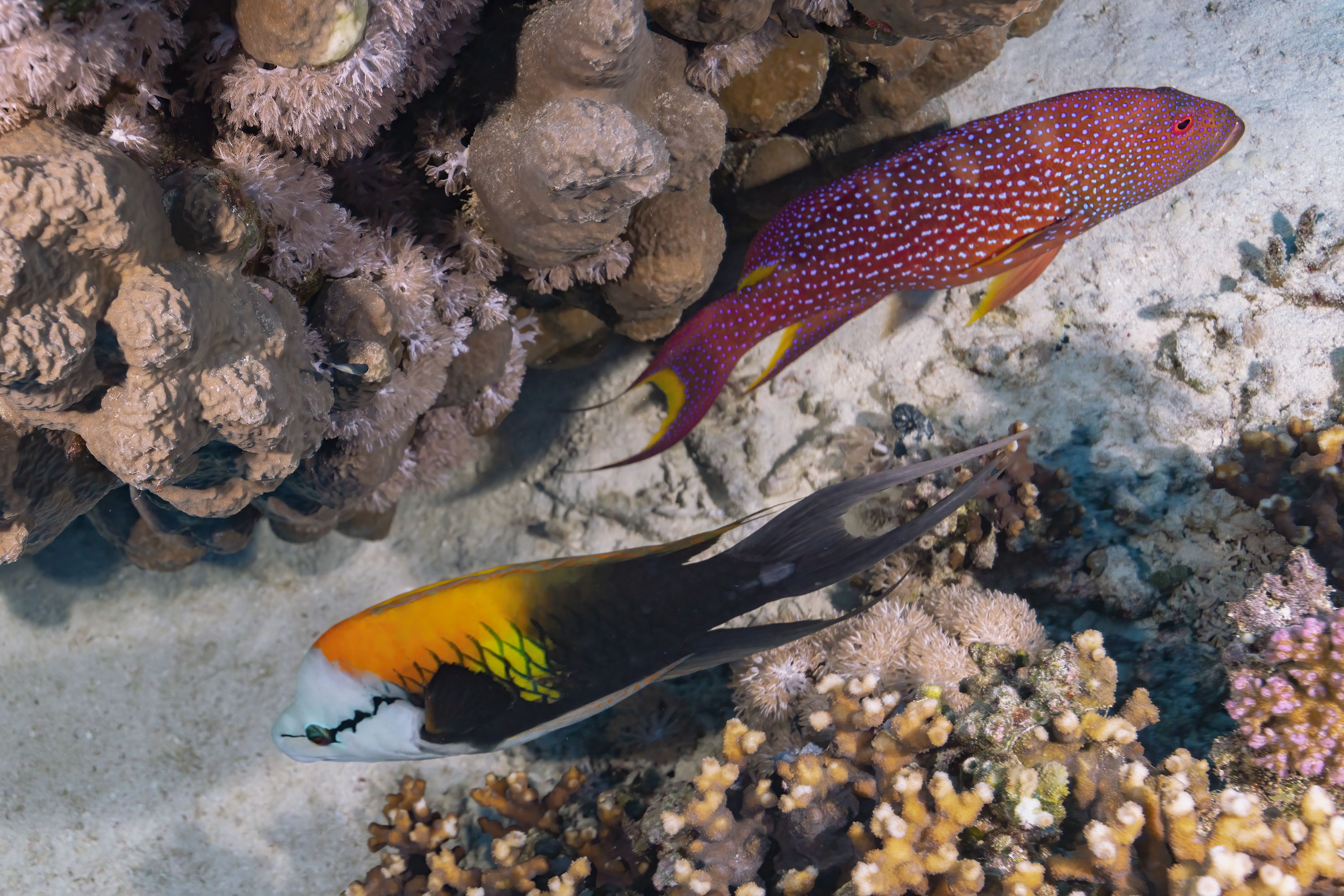 Slingjaw wrasse with moon grouper at Zabargad, Red Sea, Egypt. Photo by Scott Bennett