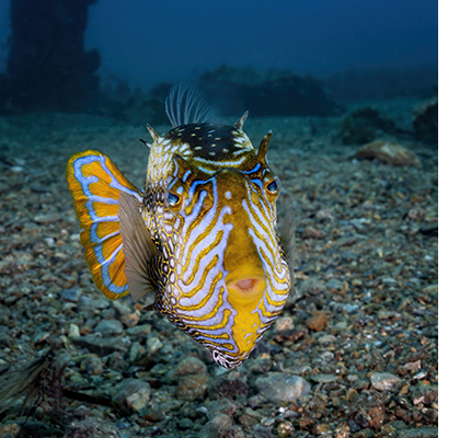 Southern cowfish, Rapid Bay Jetty, South Australia. Photo by Don Silcock