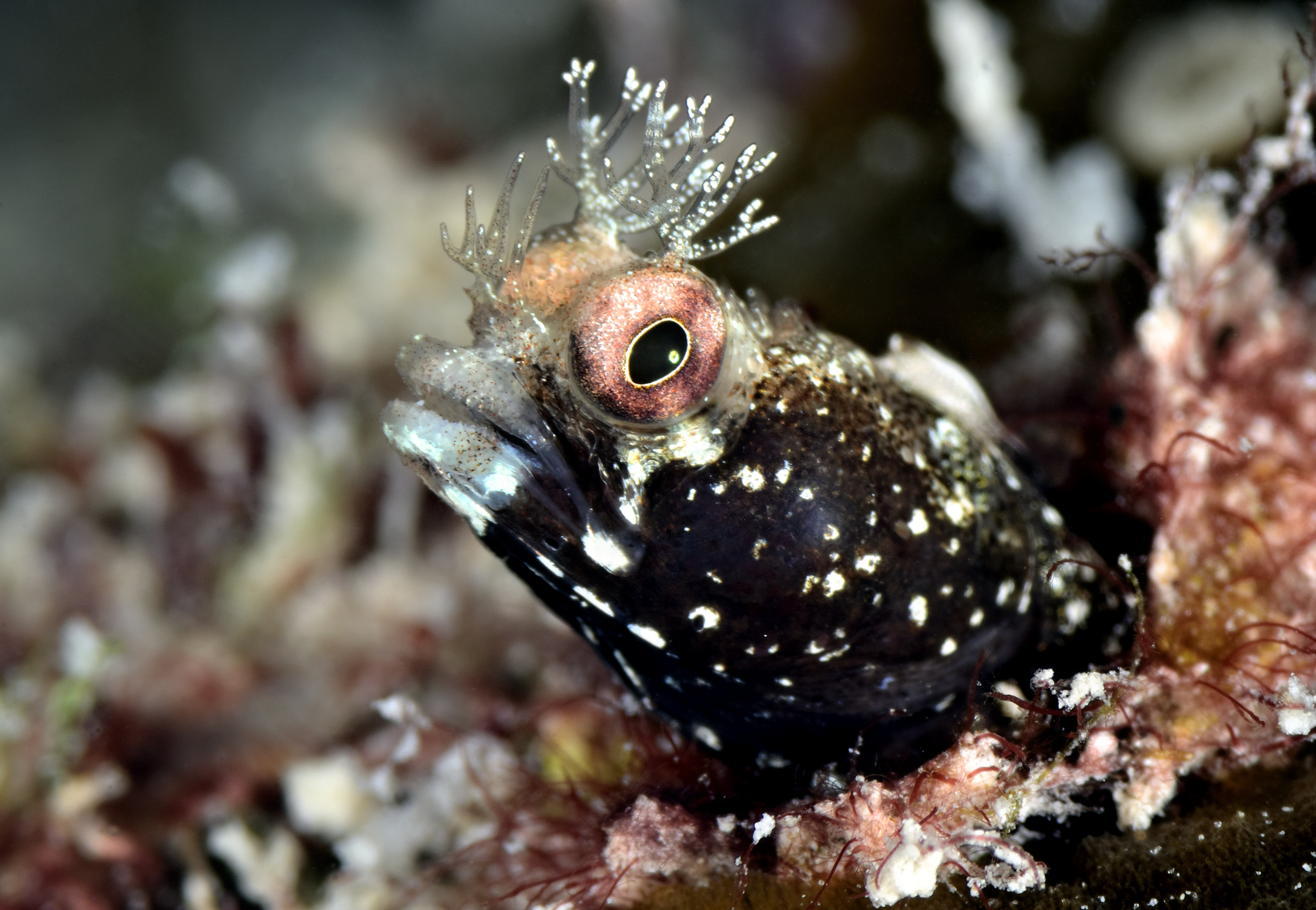 Roughhead blenny, Turks and Caicos. Photo by Scott Johnson