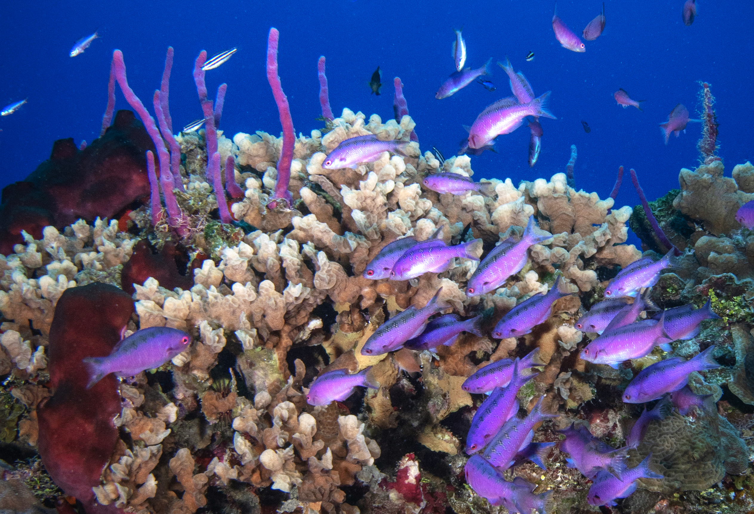 Creole wrasse on reef, Cozumel, Mexico. Photo by Brandi Mueller