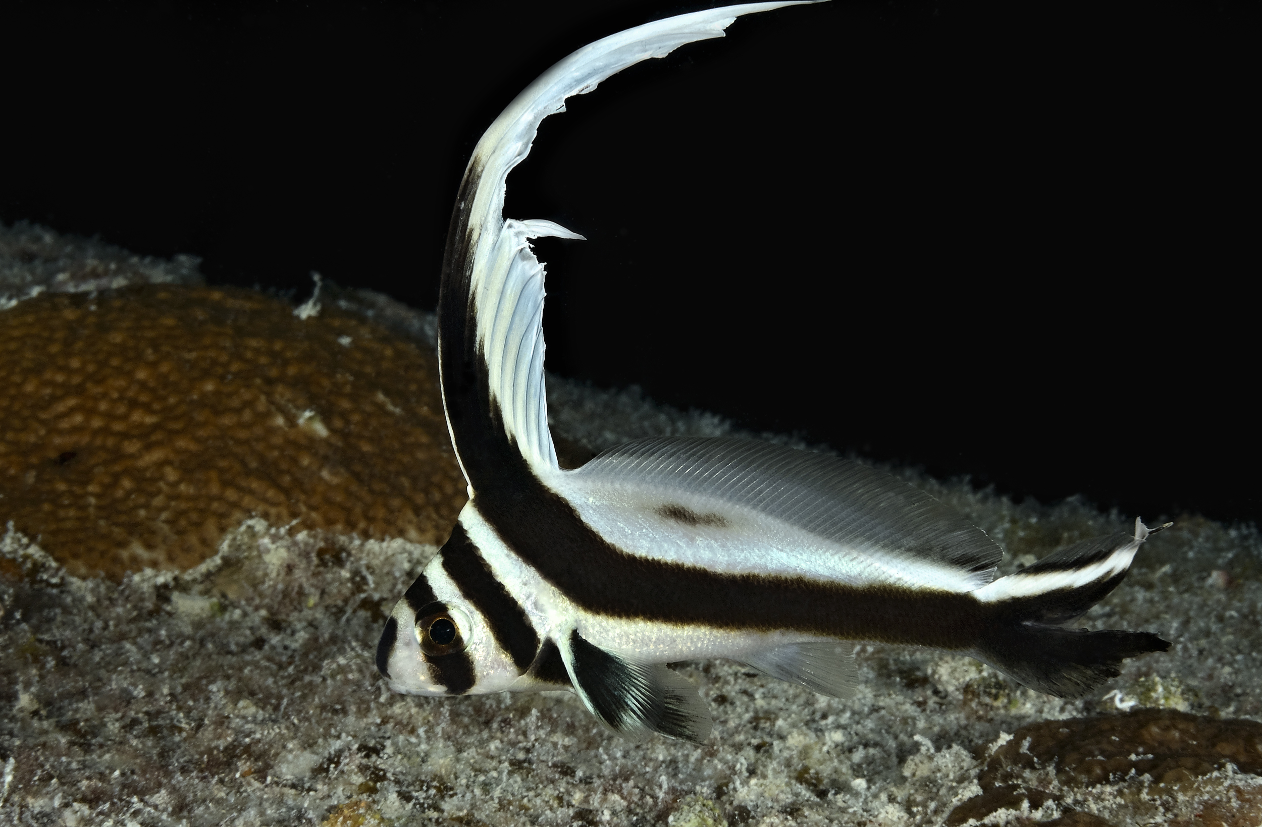 Spotted drum, The Dome, Turks and Caicos. Photo by Scott Johnson