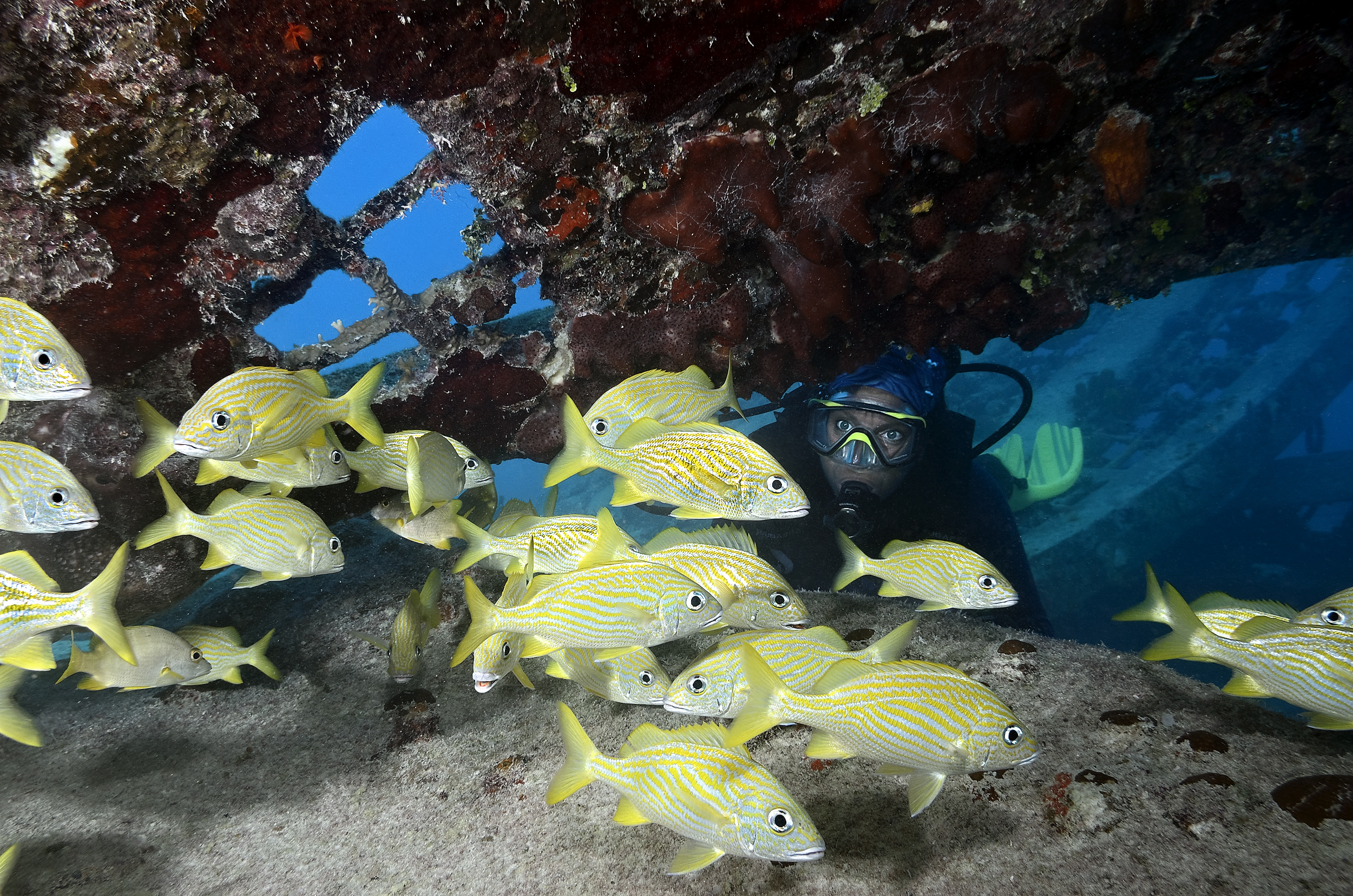 French grunts at The Dome, Turks and Caicos. Photo by Scott Johnson