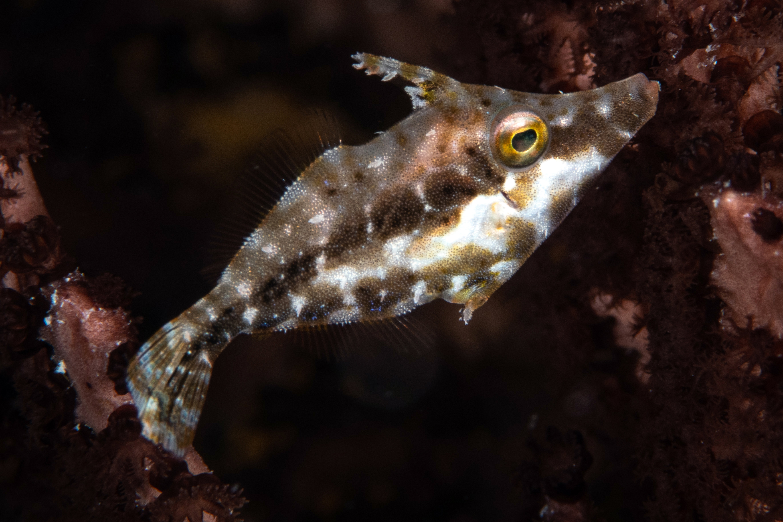 Slender filefish, Cozumel, Mexico. Photo by Brandi Mueller