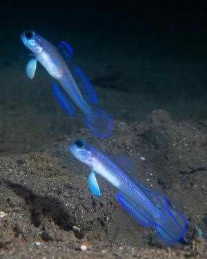 Blue-tailed shrimpgoby, Osezaki, Japan