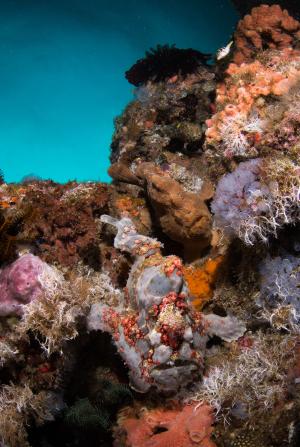 To giant frogfish. Læg mærke til hvor godt de falder i et med omgivelserne. Foto: Mattias Sellin