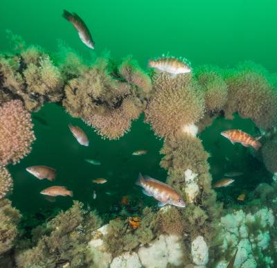 Touring the Algol is like visiting a large building decorated with marine life. Photo by Larry Cohen