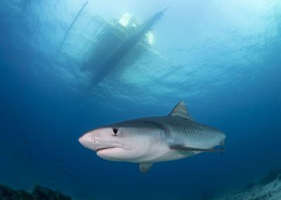 Tiger shark