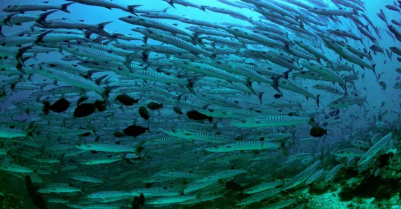 Barracuda point, Sipadan