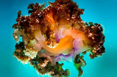 Cassiopea jellyfish, Dumaguette, Philippines. Photo by John A. Ares