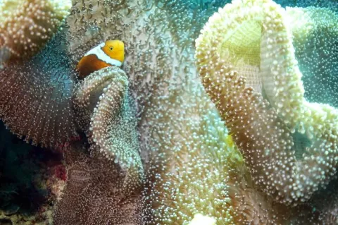 White bonnet anemonefish in anemone at North Ema's Reef, Kimbe Bay, Papua New Guinea. Photo by Pierre Constant