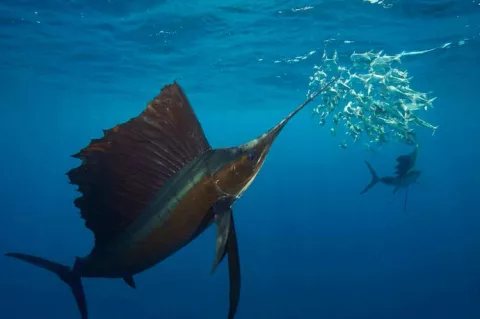 Sailfish hunting sardines in the open ocean off the coast of Mexico. Image courtesy of Rodrigo Friscione