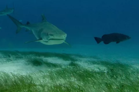 Tiger shark territory (Peter Symes)