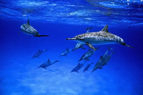 Striped dolphins, southern Egypt 