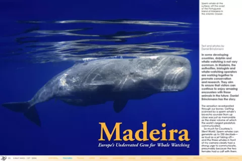 Madeira whale watching article cover