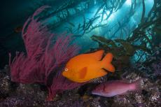 A bright orange Garibaldi fish and crimson-colored California sheephead with red gorgonian at Santa Barbara Island. Photo by Frankie Grant