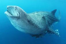 Whale Shark, Teluk Namatote, West Papua, Indonesia