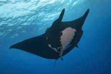 Giant manta ray. Photo by Scott Bennett