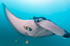 A manta ray near Isla de la Plata off the coast of Ecuador. Photo courtesy Fundacion Megafauna Marina del Ecuador. 