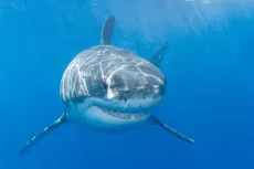 White shark at Guadalupe