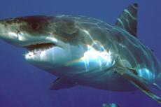 A great white shark