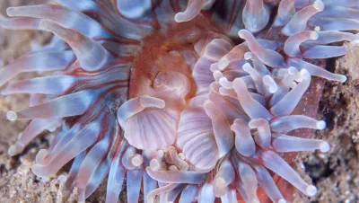 Anemone, Øresund, Denmark. Photo by Morten Bjørn Larsen