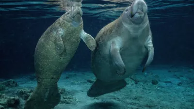 Manatee calf with mother, Florida, USA. Photo by Don Silcock