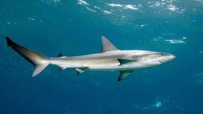 Galapagos shark (Carcharhinus galapagensis) 