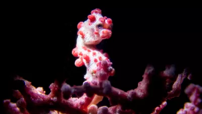 Pygmy seahorse