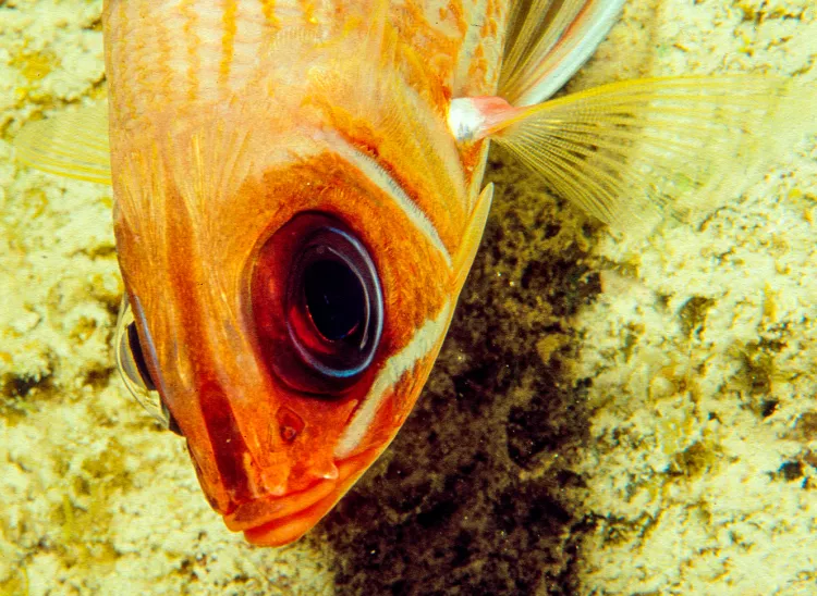 Squirrelfish