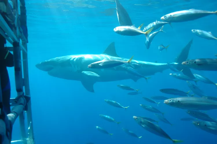 Cage diving with great white shark, Guadalupe. Photo by Barb Roy