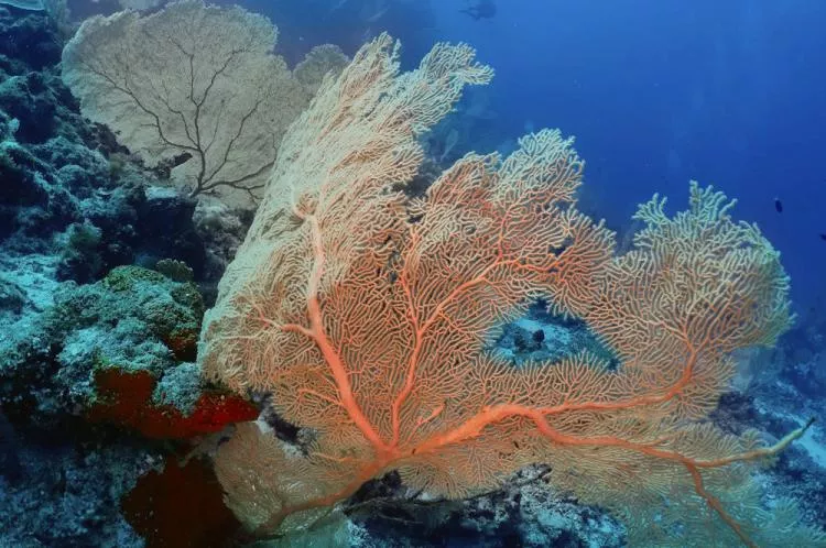 Gorgonian at Passe Sada, Mayotte